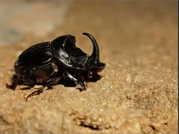 Horned Dung Beetle - Extremadura, Spain