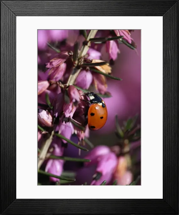 Framed Print : 7-Spot Ladybird - on heather blossom, Lower Saxony, Germany Framed Print : 7-Spot Ladybird - on heather blossom, Lower Saxony, Germany