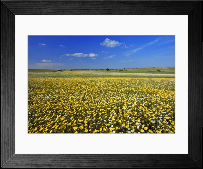 Framed Print : Meadows of wildflowers - Alentejo, Portugal Framed Print : Meadows of wildflowers - Alentejo, Portugal