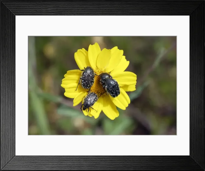 Framed Print : White Spotted Rose Beetle - 4 on flower, Extremadura, Spain Framed Print : White Spotted Rose Beetle - 4 on flower, Extremadura, Spain