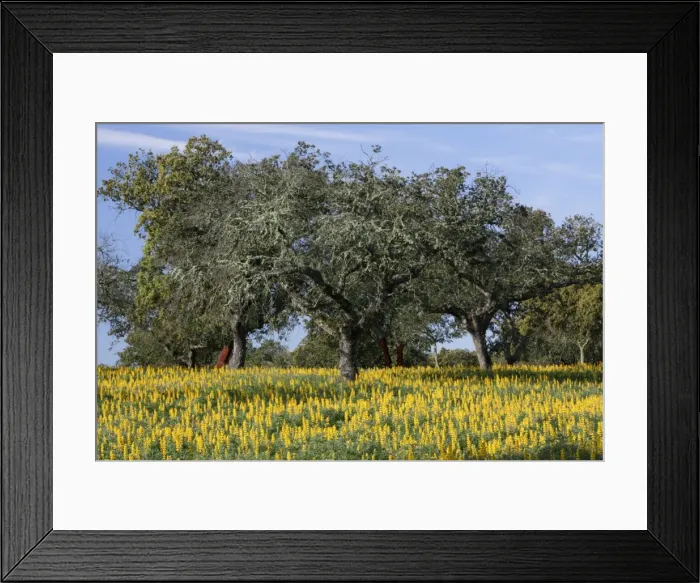 Framed Print : Yellow Lupin - planted under Cork Oak (Quercus suber), Extremadura, Spain Framed Print : Yellow Lupin - planted under Cork Oak (Quercus suber), Extremadura, Spain