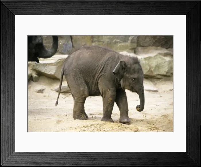 Framed Print : Asian Elephant - young animal, Emmen, Holland Framed Print : Asian Elephant - young animal, Emmen, Holland