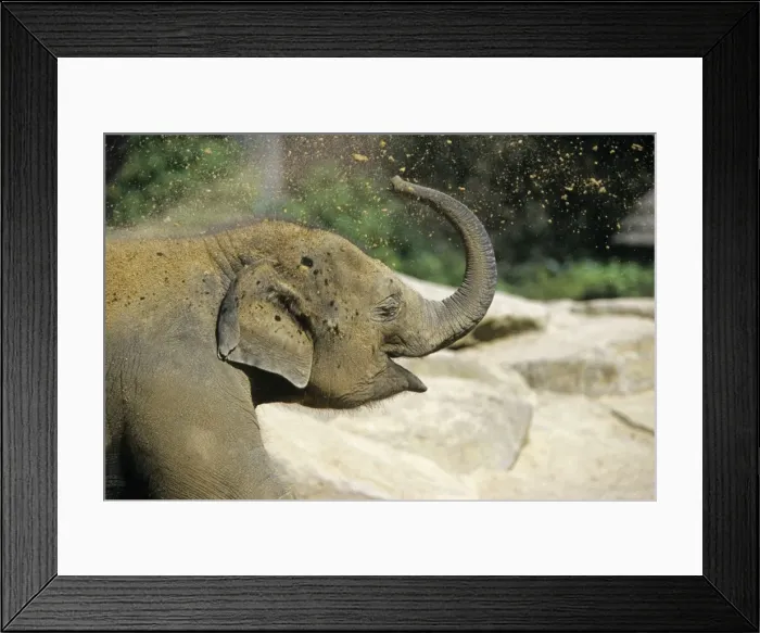 Framed Print : Asian Elephant - young animal blowing sand through trunk, Emmen, Holland Framed Print : Asian Elephant - young animal blowing sand through trunk, Emmen, Holland