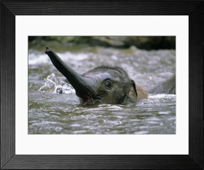 Framed Print : Asian Elephant - young animal playing in water, Emmen, Holland Framed Print : Asian Elephant - young animal playing in water, Emmen, Holland