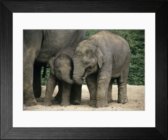 Framed Print : Asian Elephant - 2 young animals playing, Emmen, Holland Framed Print : Asian Elephant - 2 young animals playing, Emmen, Holland