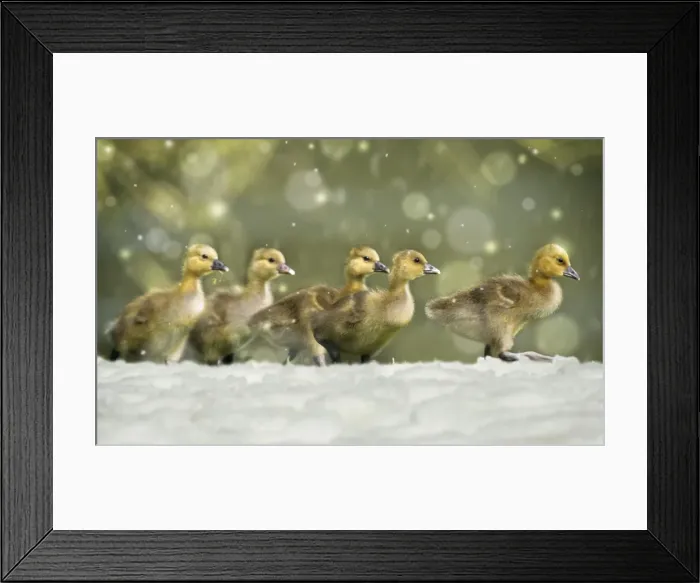 Framed Print : Greylag Goose - 5 goslings walking across meadow in snow Hessen, Germany Digital Manipulation: added foreground snow & falling snow. lightened Framed Print : Greylag Goose - 5 goslings walking across meadow in snow Hessen, Germany Digital Manipulation: added foreground snow & falling snow. lightened