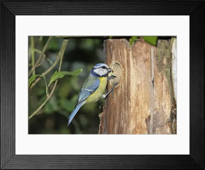 Framed Print : Blue Tit - adult with food at nestbox entrance, Lower Saxony, Germany Framed Print : Blue Tit - adult with food at nestbox entrance, Lower Saxony, Germany