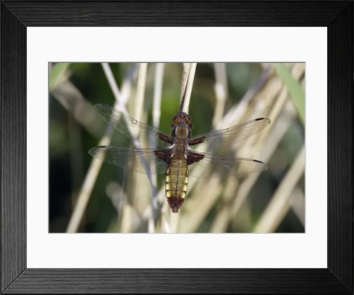 Framed Print : Four-spotted Chaser Dragonfly - female, resting, Lower Saxony, Germany