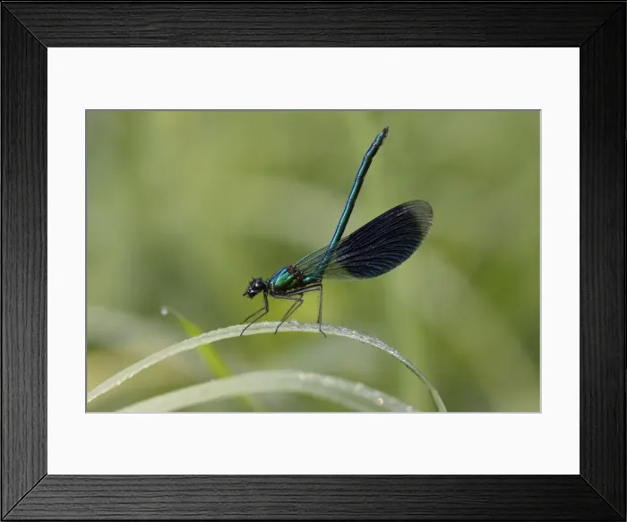 Framed Print : Banded Demoiselle Damselfly - male resting on grass, Lower Saxony, Germany Framed Print : Banded Demoiselle Damselfly - male resting on grass, Lower Saxony, Germany