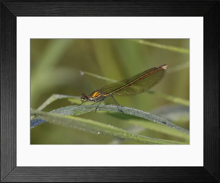 Framed Print : Banded Demoiselle Damselfly - female resting on grass, Lower Saxony, Germany Framed Print : Banded Demoiselle Damselfly - female resting on grass, Lower Saxony, Germany