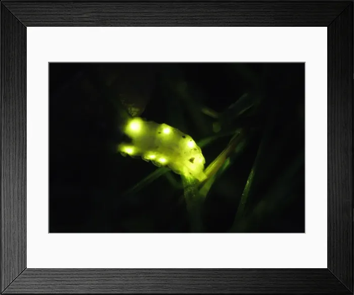 Framed Print : Glow Worm - female glowing at night, Lower Saxony, Germany Framed Print : Glow Worm - female glowing at night, Lower Saxony, Germany