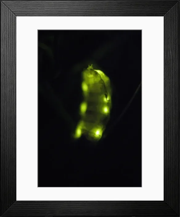 Framed Print : Glow Worm - female glowing at night, Lower Saxony, Germany Framed Print : Glow Worm - female glowing at night, Lower Saxony, Germany