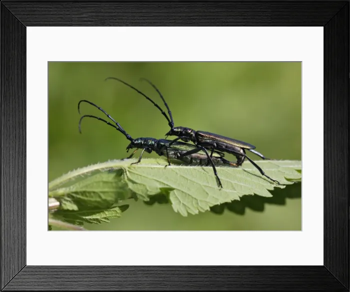 Framed Print : Musk Beetle - pair copulating, Lower Saxony, Germany Framed Print : Musk Beetle - pair copulating, Lower Saxony, Germany