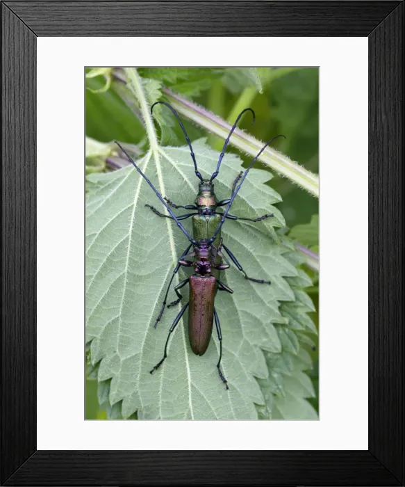 Framed Print : Musk Beetle - pair copulating, Lower Saxony, Germany Framed Print : Musk Beetle - pair copulating, Lower Saxony, Germany