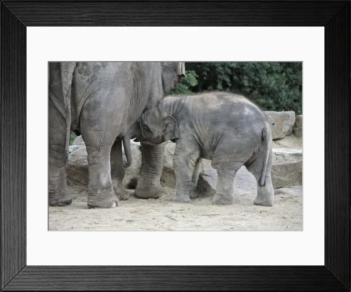 Framed Print : Asian Elephant - Young animal playing with mother, Emmen, Holland