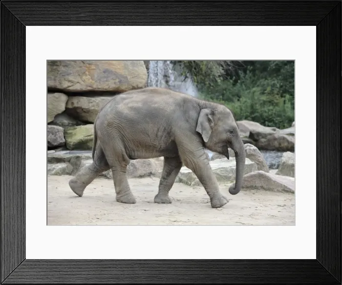 Framed Print : Asian Elephant - young animal running, Emmen, Holland Framed Print : Asian Elephant - young animal running, Emmen, Holland
