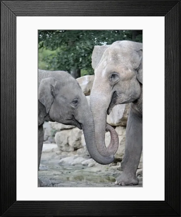 Framed Print : Asian Elephant - 2 animals with trunks entwined, Emmen, Holland Framed Print : Asian Elephant - 2 animals with trunks entwined, Emmen, Holland