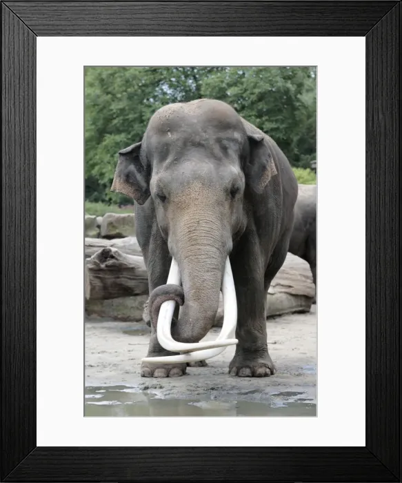 Framed Print : Asian Elephant - mature bull with extremely long tusks, Emmen, Holland Framed Print : Asian Elephant - mature bull with extremely long tusks, Emmen, Holland