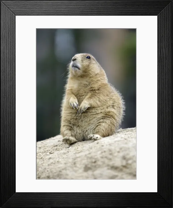 Framed Print : Black-tailed Prairie Dog - resting on its haunches, Emmen, Holland