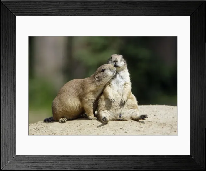 Framed Print : Black-tailed Prairie Dog - pair showing social contact behaviour, Emmen, Holland Framed Print : Black-tailed Prairie Dog - pair showing social contact behaviour, Emmen, Holland