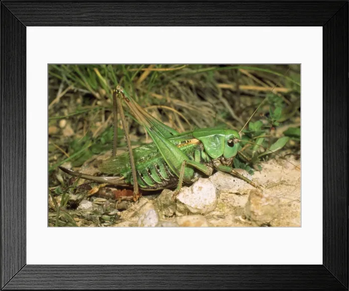 Framed Print : Wart-bitter Bush Cricket - female Framed Print : Wart-bitter Bush Cricket - female