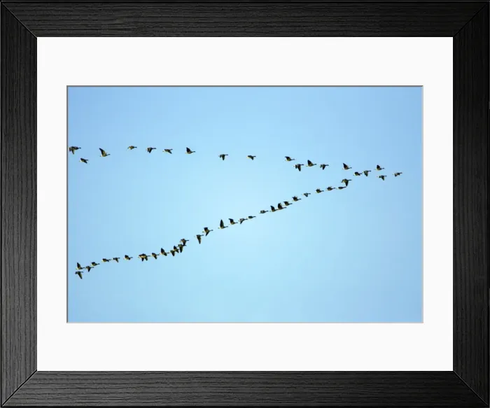 Framed Print : Pink-footed Geese - skein flying over Lindisfarne National Nature Reserve, Northumberland, autumn, England Framed Print : Pink-footed Geese - skein flying over Lindisfarne National Nature Reserve, Northumberland, autumn, England