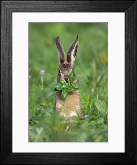 Framed Print : European Hare - eating clover leaves, Hessen, Germany Framed Print : European Hare - eating clover leaves, Hessen, Germany