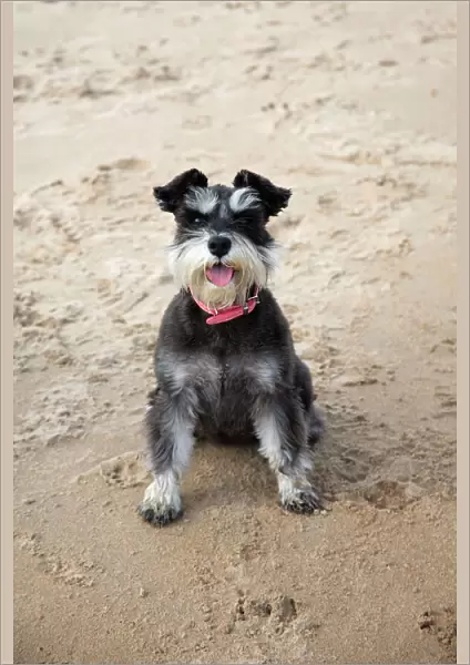 Mini Schnauzer Dog - on beach, Northumberland, England
