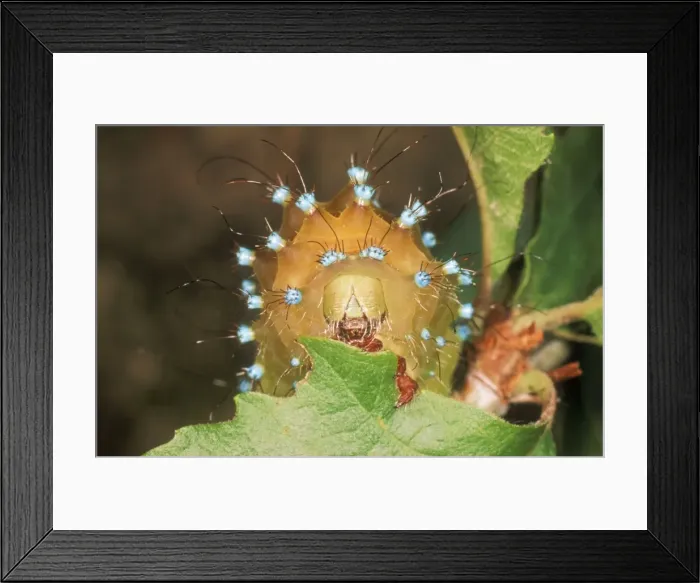 Framed Print : Great Emperor Moth Caterpillar eating Framed Print : Great Emperor Moth Caterpillar eating