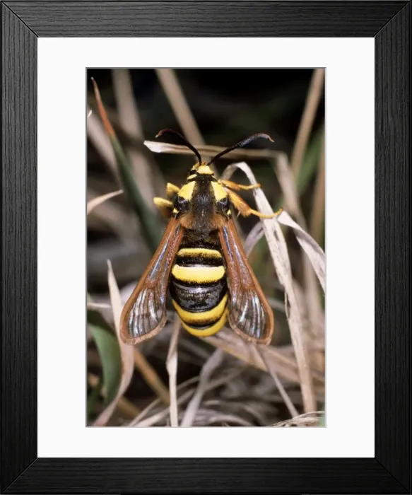Framed Print : Hornet Clearwing Moth Framed Print : Hornet Clearwing Moth