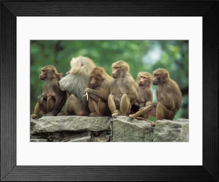 Framed Print : Hamadryas Baboon Group resting, Male with harem Framed Print : Hamadryas Baboon Group resting, Male with harem