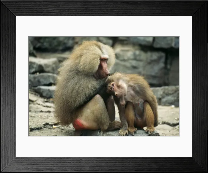 Framed Print : Hamadryas Baboon Male delousing female Framed Print : Hamadryas Baboon Male delousing female