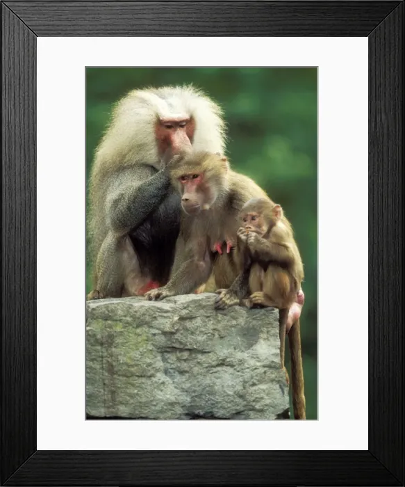 Framed Print : Hamadryas Baboons Family group, male delousing female