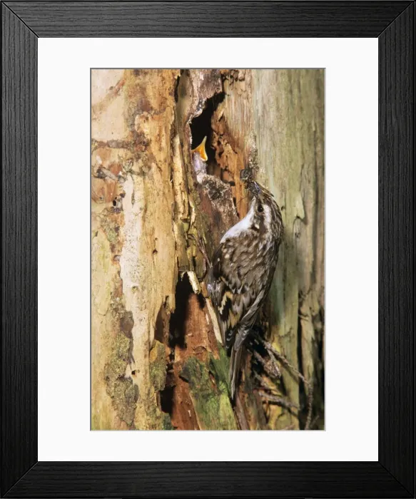 Framed Print : Short-toed Treecreeper - at nest entrance fedding young Framed Print : Short-toed Treecreeper - at nest entrance fedding young