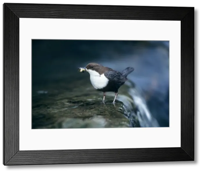 Framed Print : Dipper - with food for offspring Framed Print : Dipper - with food for offspring