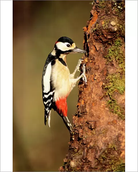 Great Spotted Woodpecker - male displaying in spring-time