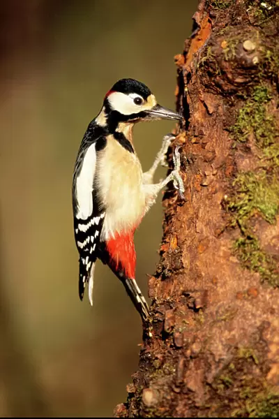 Great Spotted Woodpecker - male displaying in spring-time