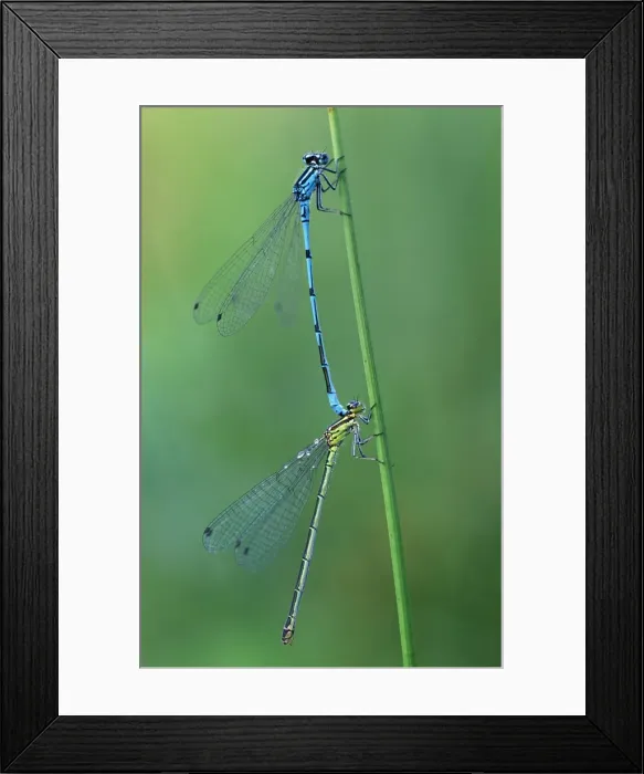 Framed Print : Azure Damselfly Copulation tandem Framed Print : Azure Damselfly Copulation tandem