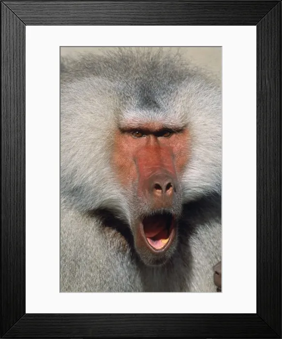Framed Print : Hamadryas Baboon - male, calling. National Zoological Gardens, Pretorria, South Africa Framed Print : Hamadryas Baboon - male, calling. National Zoological Gardens, Pretorria, South Africa