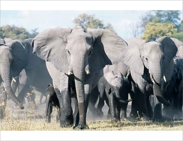 African Elephant - breeding herd with matriarch threatening. Okavango Delta, Botswana, Africa
