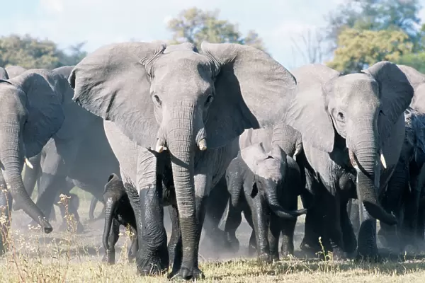 African Elephant - breeding herd with matriarch threatening. Okavango Delta, Botswana, Africa