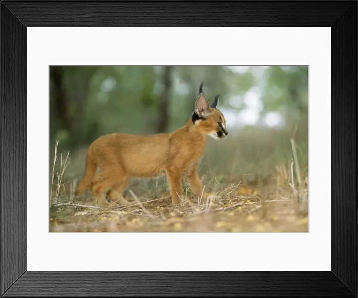 Framed Print : Caracal / African Lynx / Persian Lynx - juvenile Kapama Nature Reserve, South Africa Framed Print : Caracal / African Lynx / Persian Lynx - juvenile Kapama Nature Reserve, South Africa