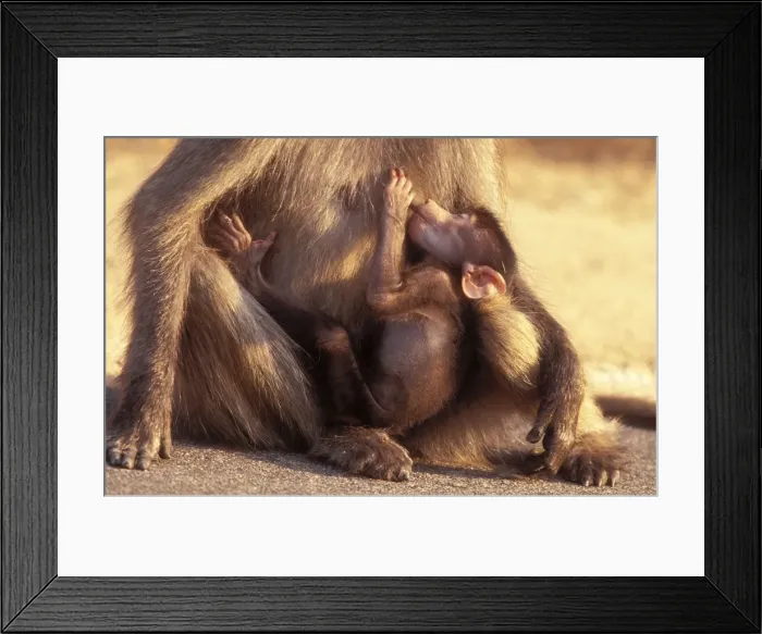 Framed Print : Chacma Baboon Suckling baby. Kruger National Park, South Africa Framed Print : Chacma Baboon Suckling baby. Kruger National Park, South Africa