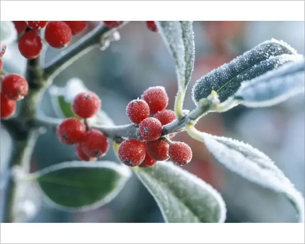 Rimed berries of the holly - Frosted
