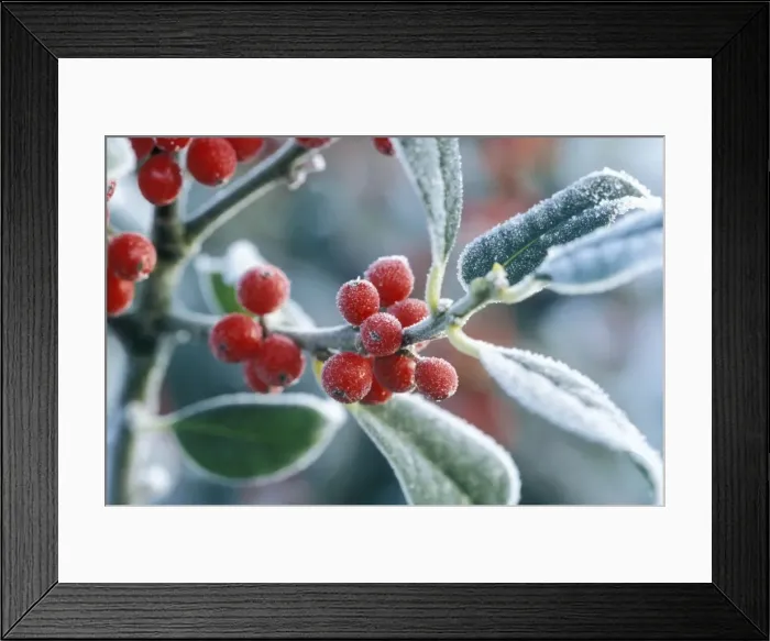 Framed Print : Rimed berries of the holly - Frosted Framed Print : Rimed berries of the holly - Frosted