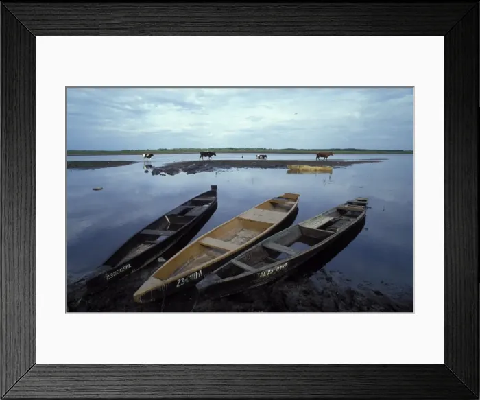Framed Print : Poland - Wooden boats at the bank of the River Biebrza. Cows crossing the water in the background
