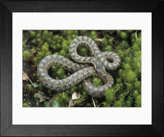 Framed Print : Smooth snake - Adult Framed Print : Smooth snake - Adult