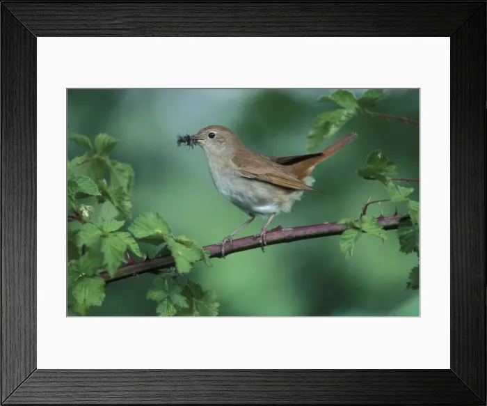 Framed Print : Nightingale - Adult with food in mouth for the juveniles Framed Print : Nightingale - Adult with food in mouth for the juveniles