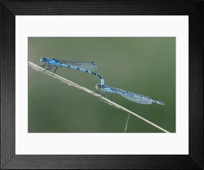 Framed Print : Common blue damselfly - Male female mating Framed Print : Common blue damselfly - Male female mating