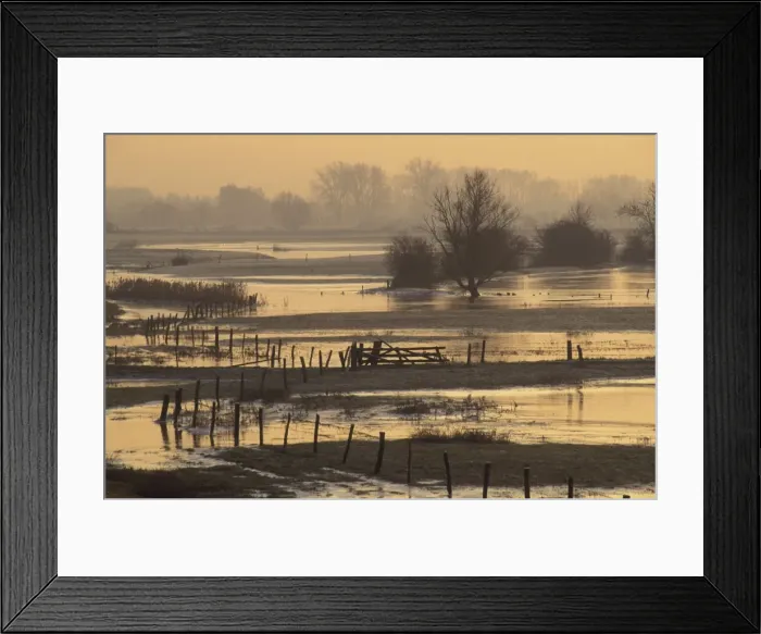 Framed Print : Flooded forelands The river IJssel at sunset during winter Overijssel, The Netherlands Framed Print : Flooded forelands The river IJssel at sunset during winter Overijssel, The Netherlands